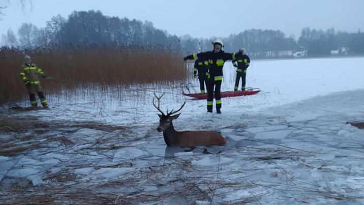 Polští hasiči zachraňovali jeleny, pod velkým stádem se probořil led